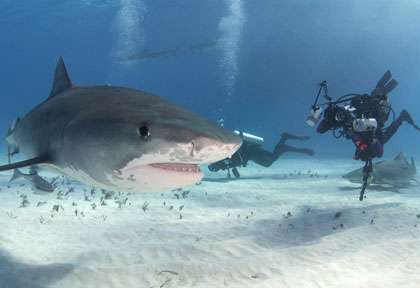 Requin Tigre aux Bahamas