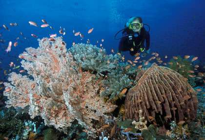 croisière plongée Sulawesi
