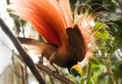 Oiseau de paradis - Wamena - Papouasie - Indonésie - Vallée du Baliem © Dr Weiglein Expeditions