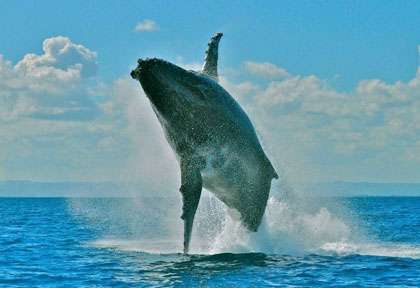 Baleine à bosse à Sainte Marie Madagacar