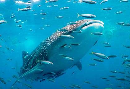 Requin-baleine au Mozambique