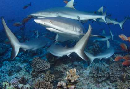 Les requins de Tahaa