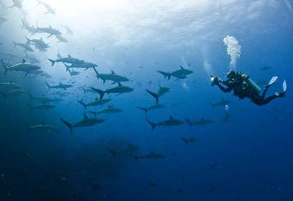 Requins à Socorro
