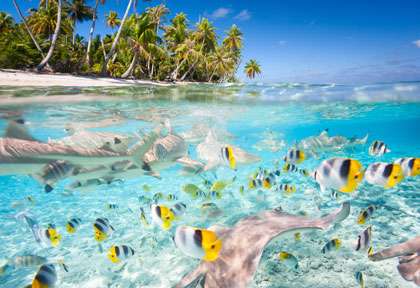 Plongée sous-marine à Bora bora