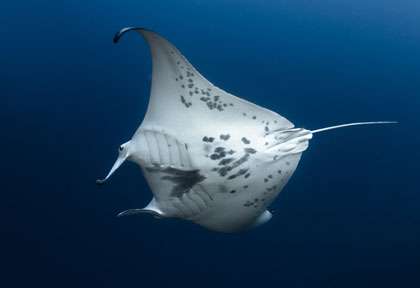 Raie manta à Bora Bora