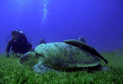 Tortue en plongée à Sharm El Sheikh