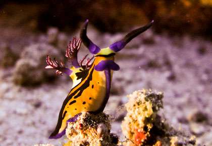 Nudibranche à El Quseir
