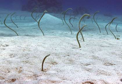 Anguilles jardinières