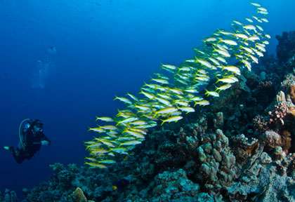 House Reef de Marsa alam