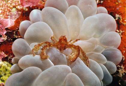 Plongée à Lombok