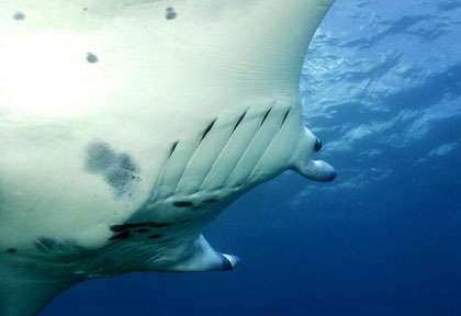 Raie Manta à Kadavu