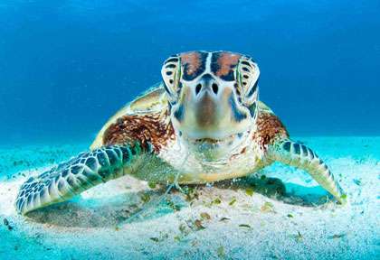 Tortue en plongée à l'île des Pins