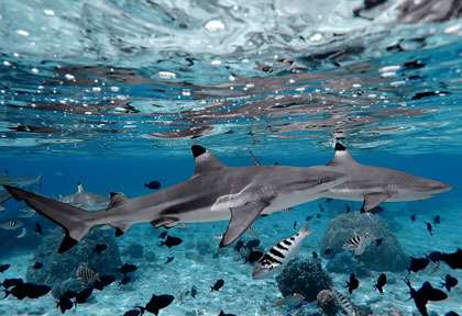 Requin pointes noires à Moorea