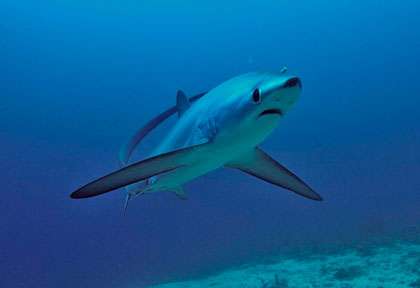 Requin Renard aux Philippines