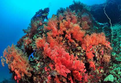 Corail et plongeur en plongée à Malapascua