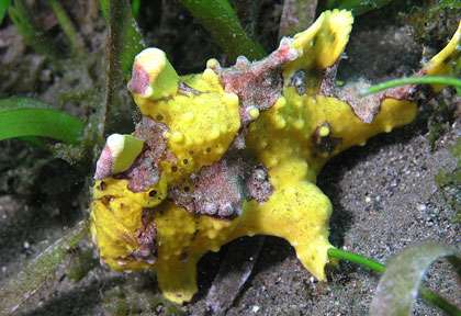 Poisson Grenouille en plongée à Malapascua
