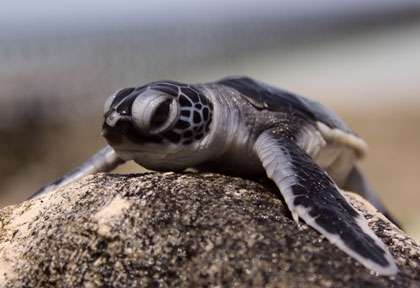 Les tortues de Maratua