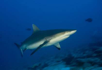 Requin en Polynésie