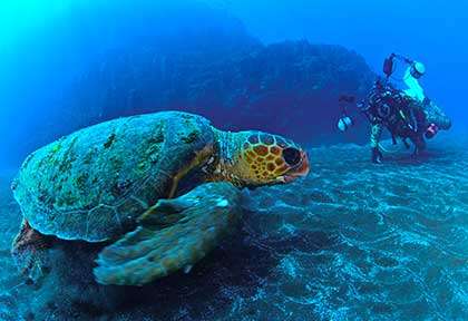 Rencontre sous-marine avec une tortue à Sao Nicolau