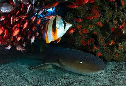 Plongée avec un requin-nourrice à Sao Nicolau au Cap-Vert