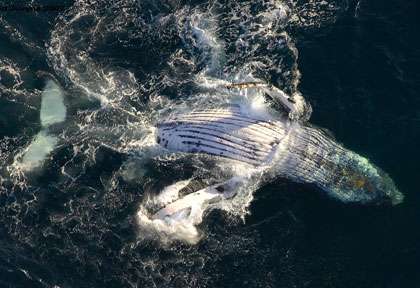 Baleine à bosse en Afrique du Sud