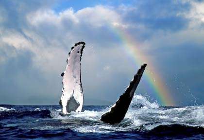 Baleine à bosse à Hawaii
