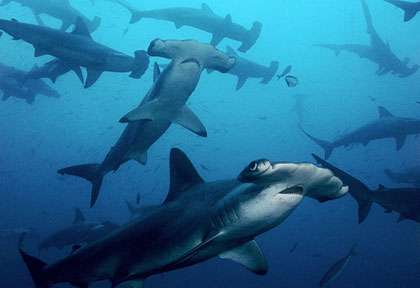 Requin Ile Coco