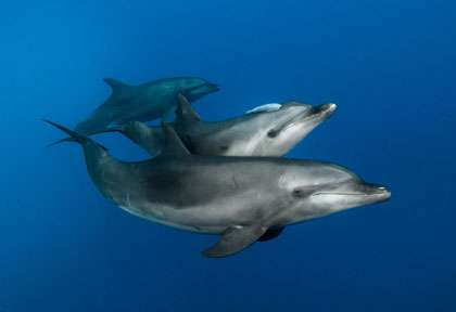 Dauphins dans la Passe de Tiputa à Rangiroa
