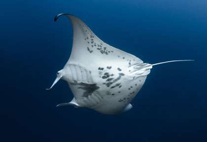 Raie Manta à Rangiroa
