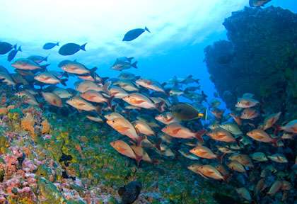 Perches de mer à Rangiroa