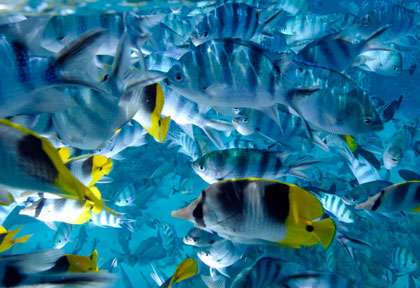 Snorkeling en polynésie