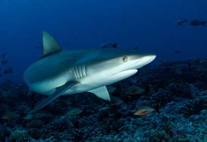 Requin en plongée