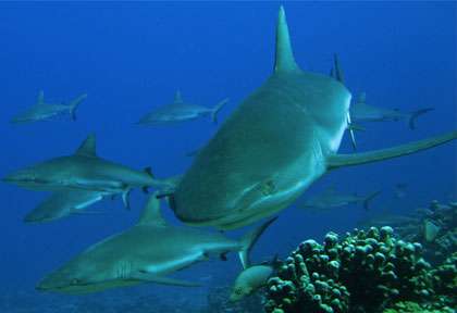 Requin en plongée à Fakarava