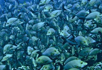 Plongée avec Dive Spirit à Fakarava