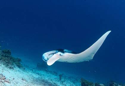 Raie manta en plongée à Fakarava