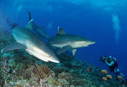 Les requins de Rangiroa