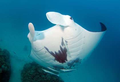 Danse des raies manta