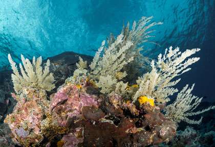 Corail aux Comores