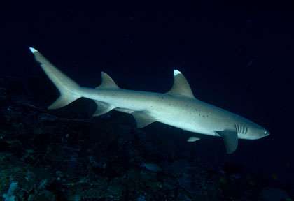 Requin en plongée