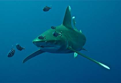 Croisière BDE avec Diving Attitude