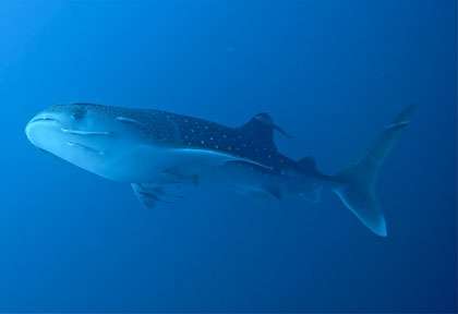 Requin Baleine avec Diving Attitude