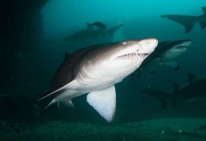 Requin taureau en plongée à Aliwal Shoal en Afrique du Sud