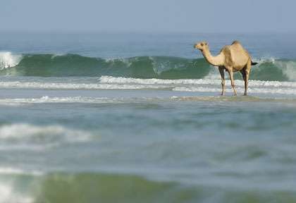 Dromadaire au bord de l'eau dans le Dhofar