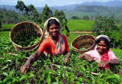 Plantation de Thé à Nuwara Eliya