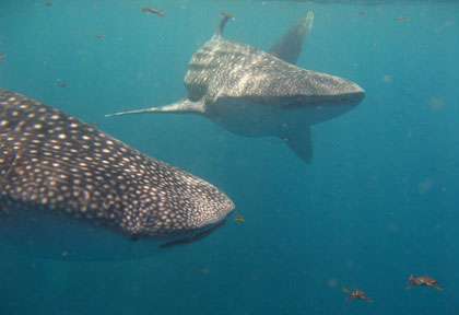 Requin-baleine à Djibouti