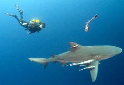 Requin Bouledogue