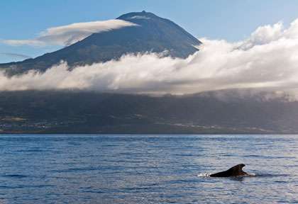 Les baleines de Pico