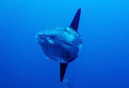 Mola Mola en plongée