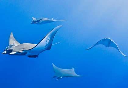 Raie Manta au Açores