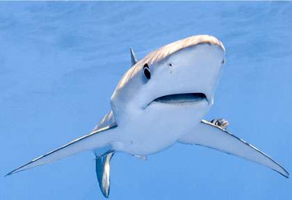 Requin bleu aux Açores